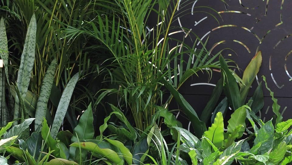 Balcony Foliage 1614