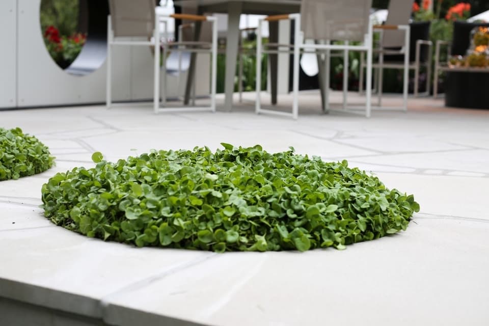 Dichondra 1649