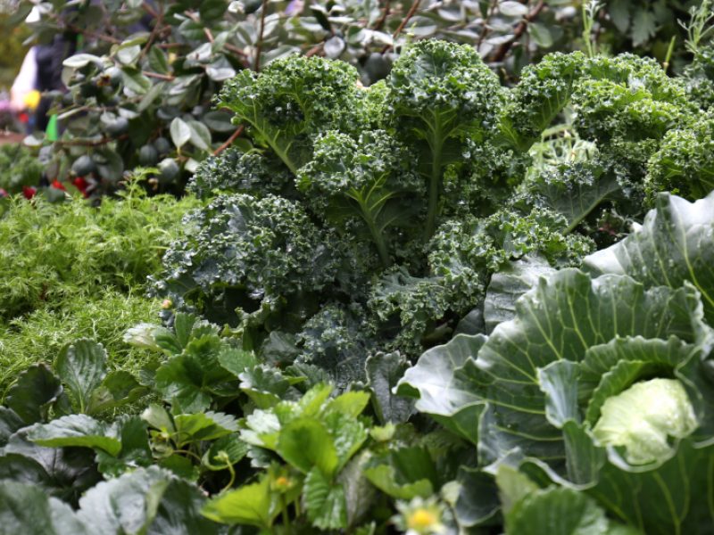 veges.jpg#asset:1964:large