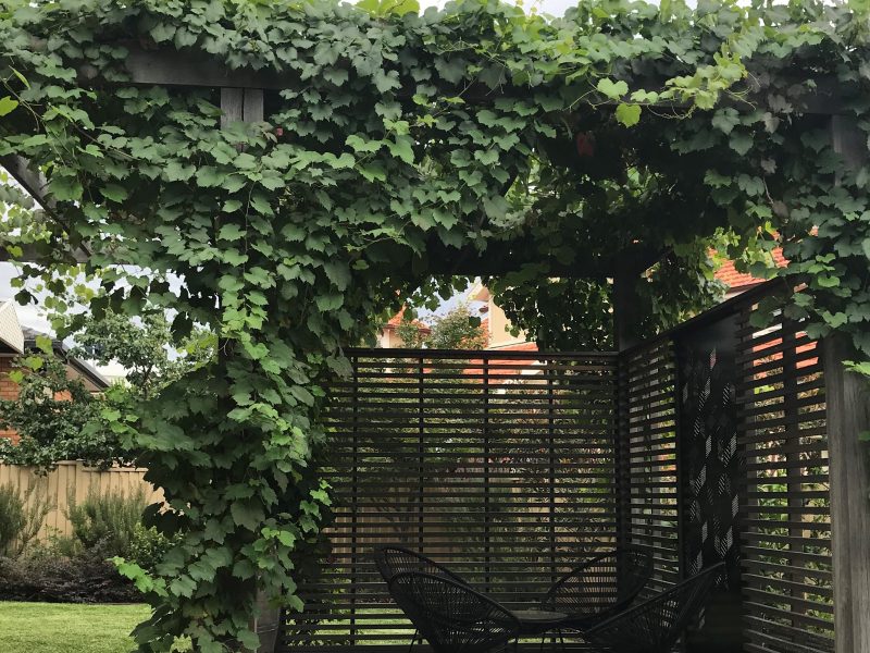Ornamental Grape Vine
