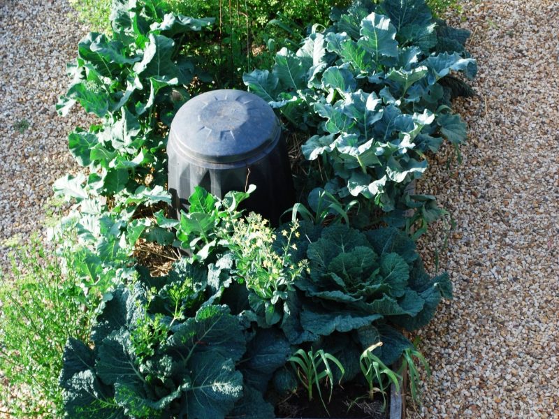 compost-vege.jpg#asset:2151:large