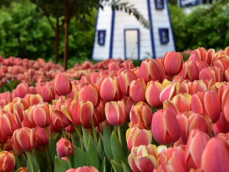 bulbs.jpg#asset:2155:large