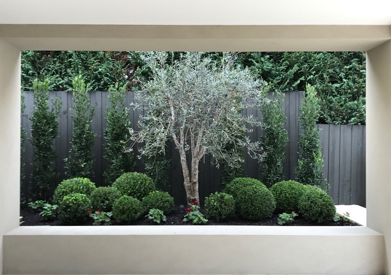 buxus-balls.jpg#asset:2204