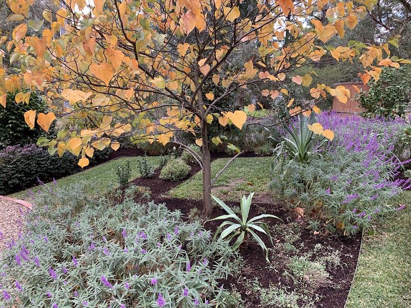 cercis.jpg#asset:2205