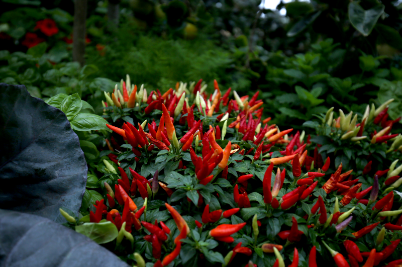 chilli.png#asset:1960