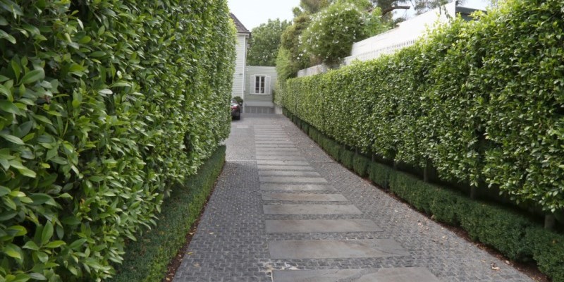 hedges.jpg#asset:1956