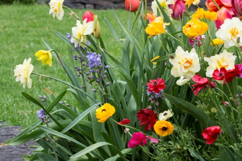 spring-bulbs.jpg#asset:1986