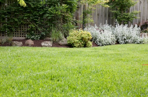 spring-lawn.jpg#asset:1985